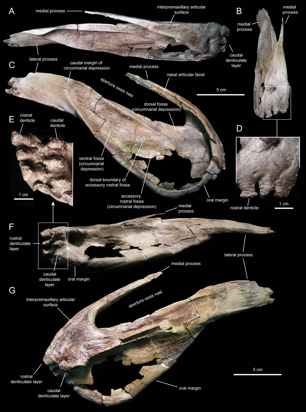 Eotrachodon orientalis