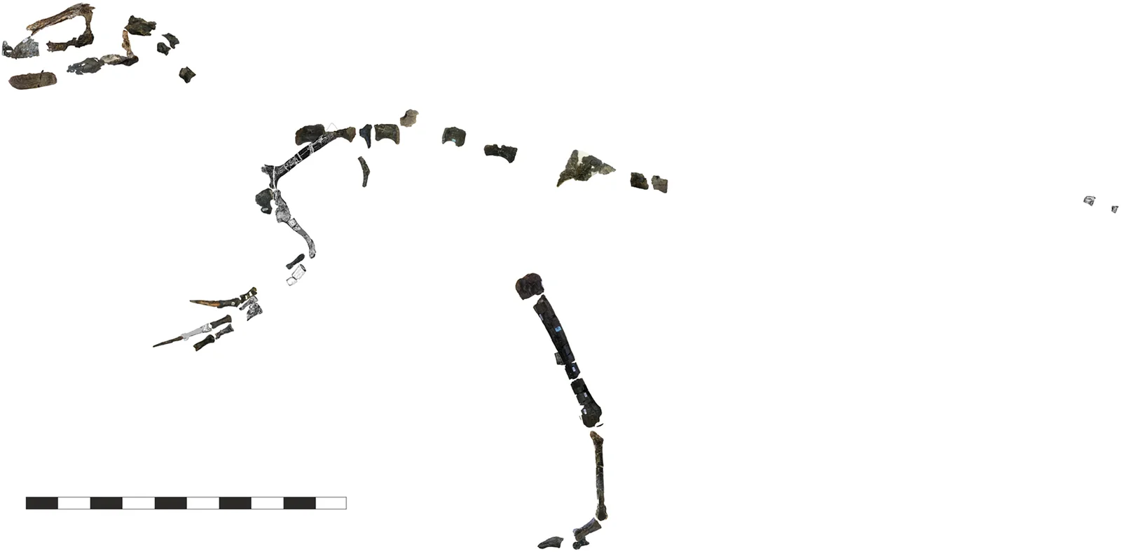 Eotyrannus lengi
