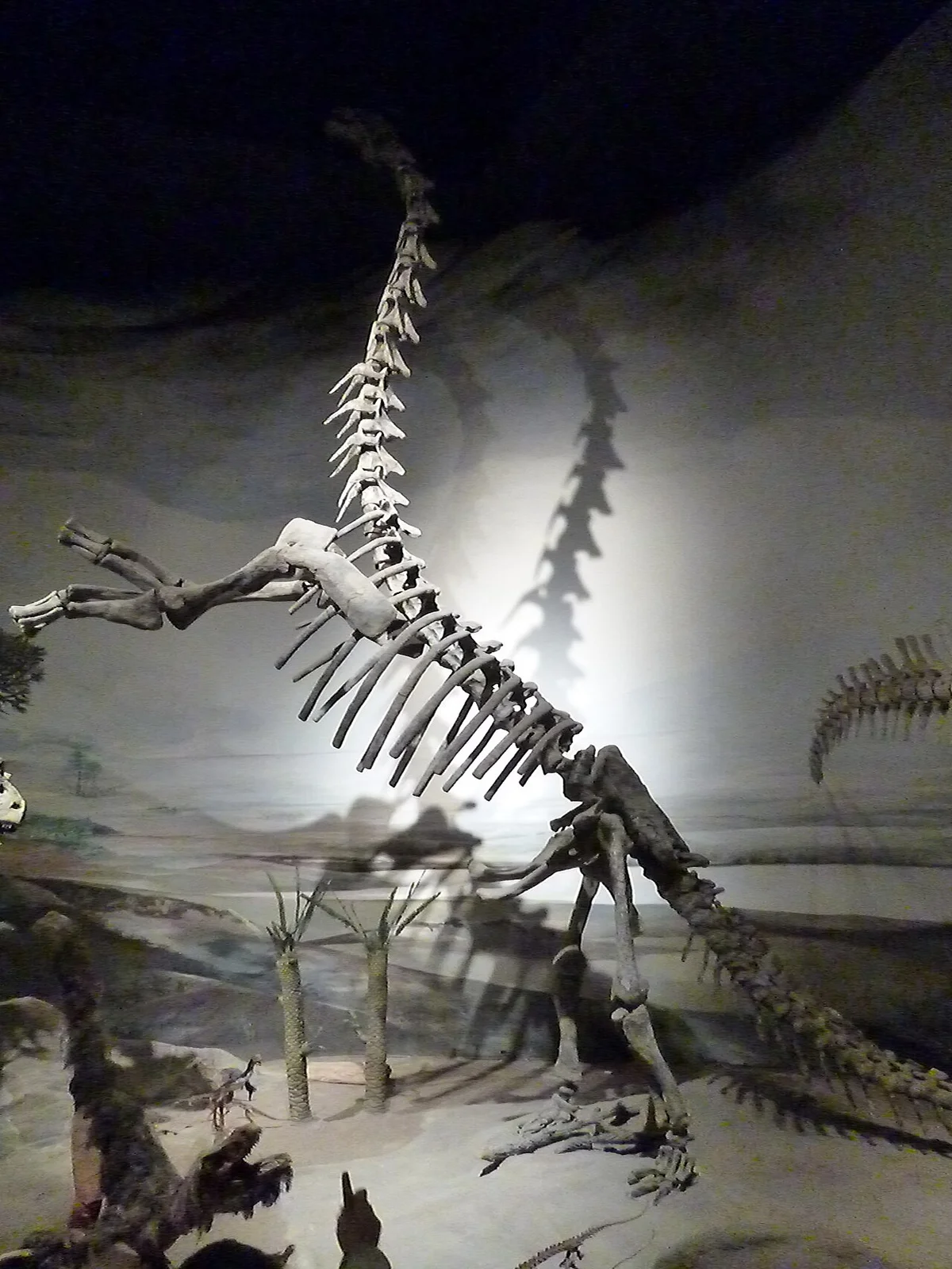 Epachthosaurus sciuttoi