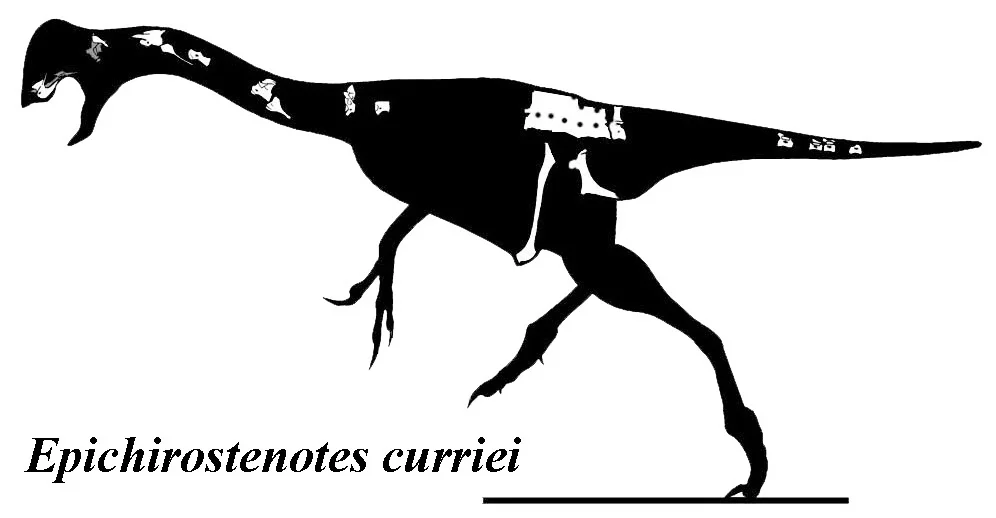 Epichirostenotes curriei