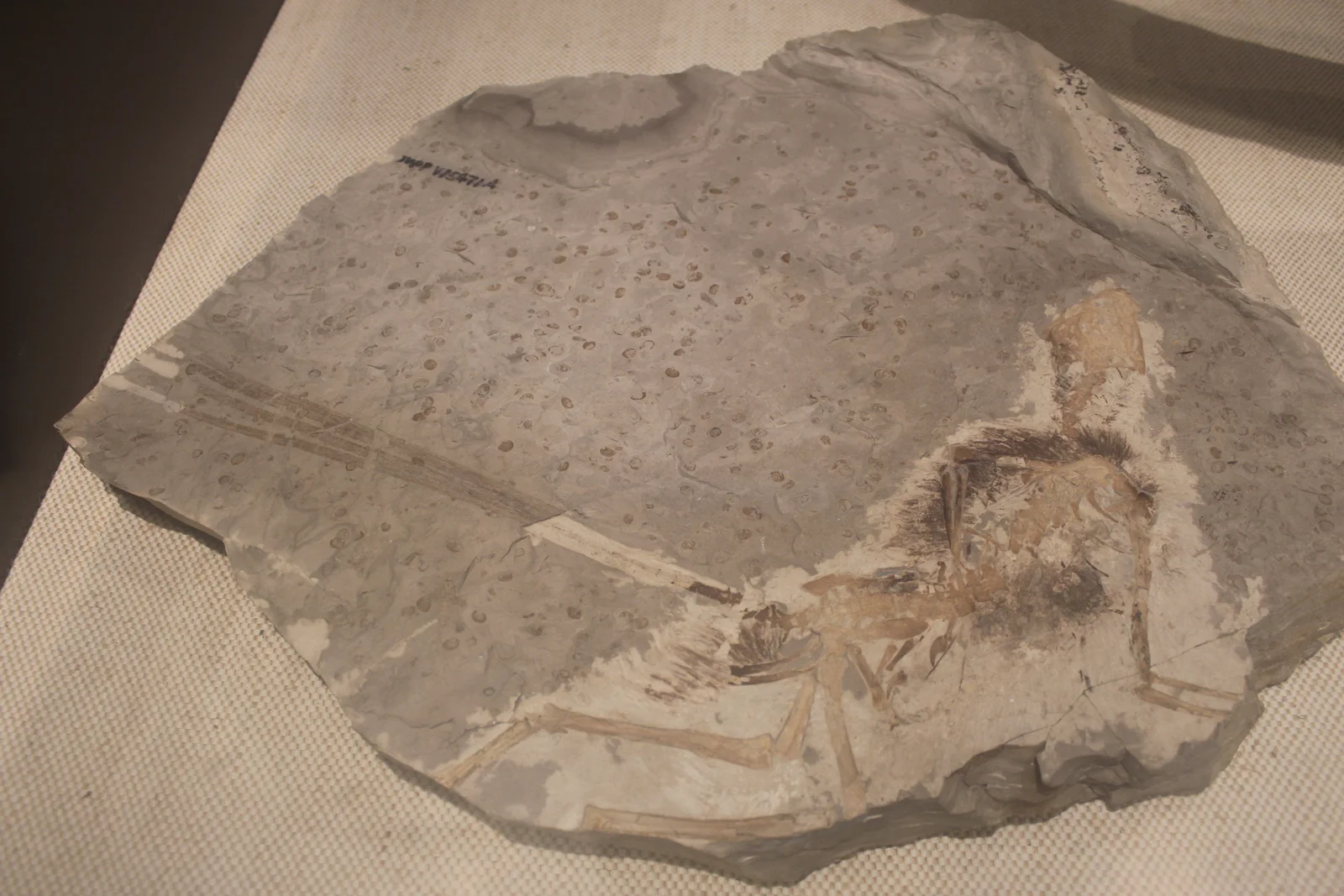 Epidexipteryx hui