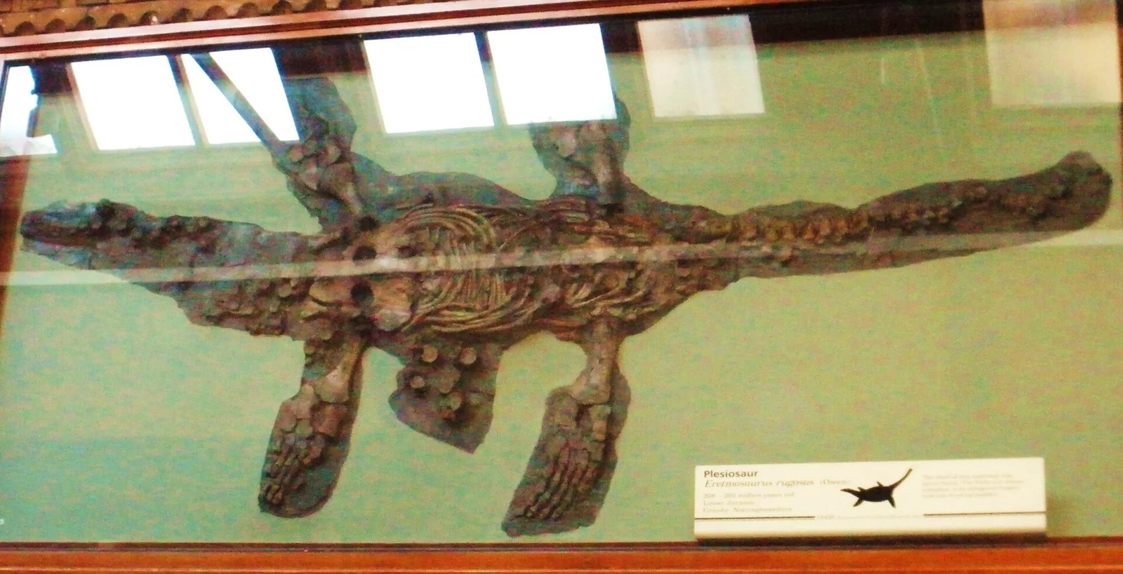 Eretmosaurus rugosus