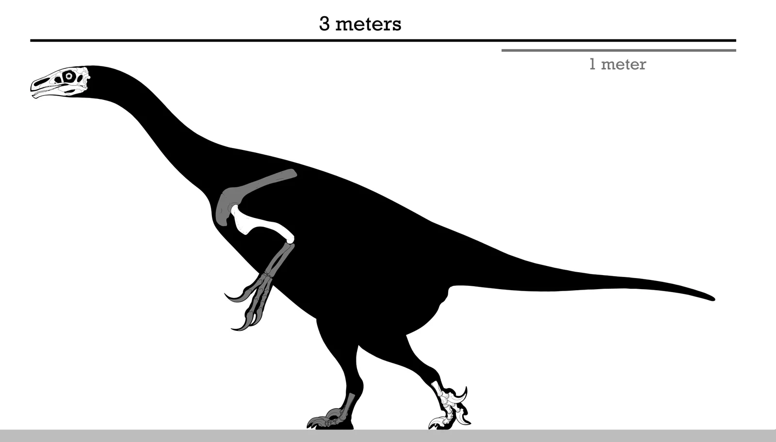 Erlikosaurus andrewsi