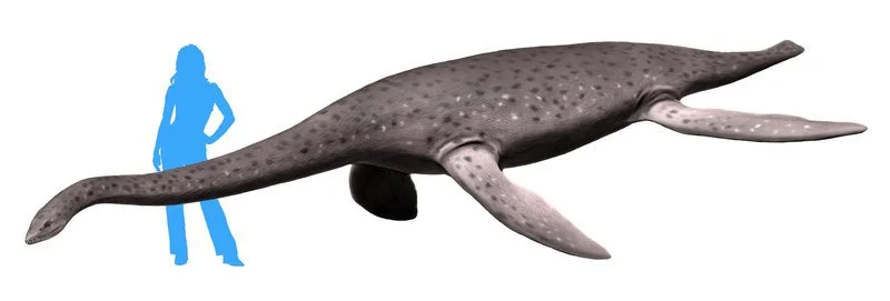 Eromangasaurus carinognathus