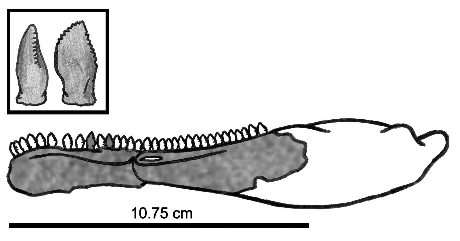 Eshanosaurus deguchiianus