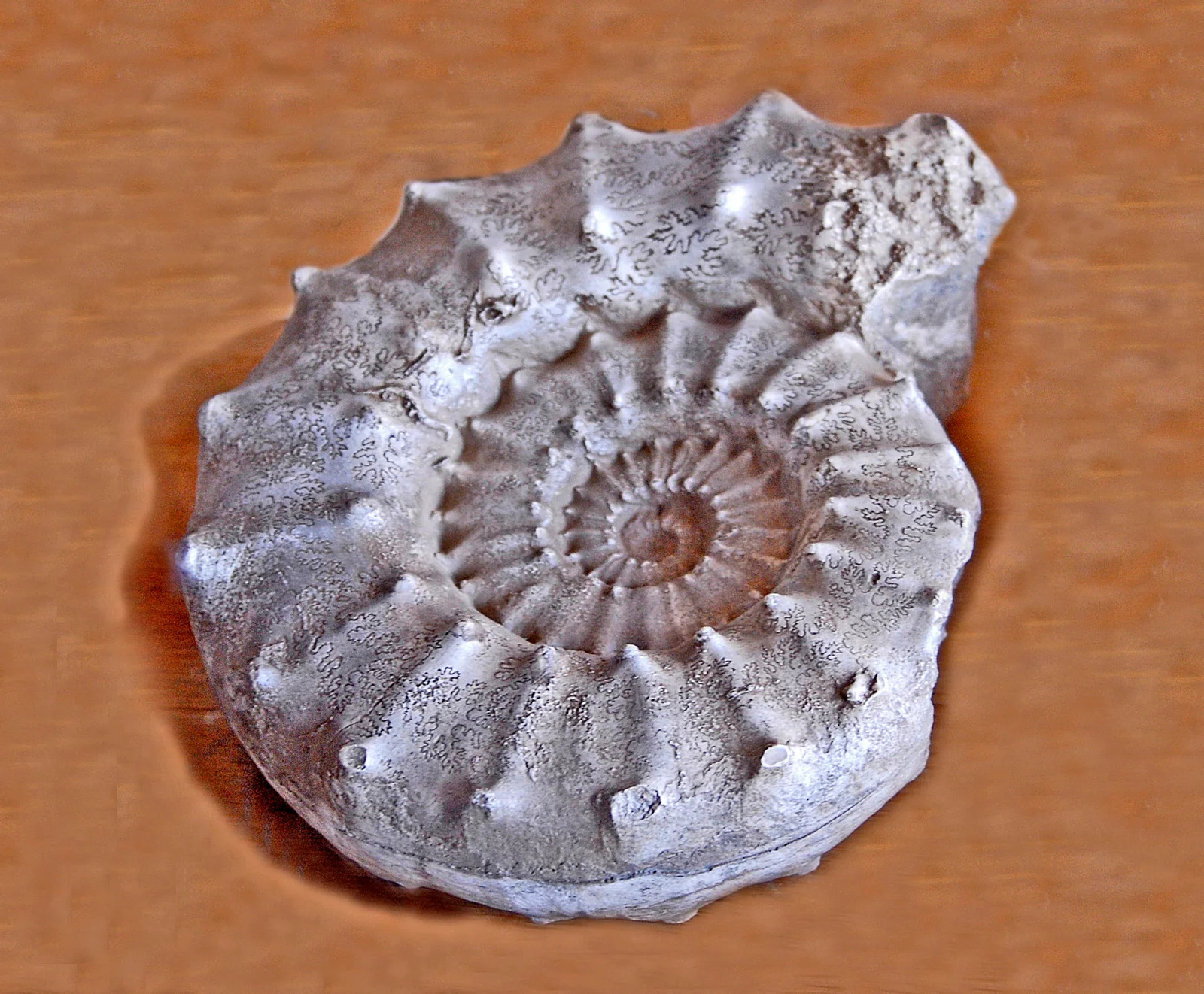 Euaspidoceras perarmatum