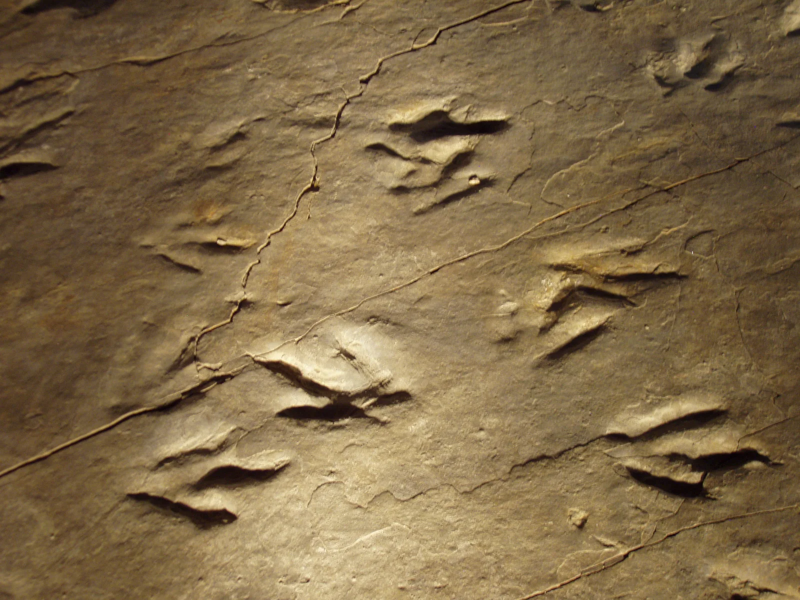 Eubrontes nobitai