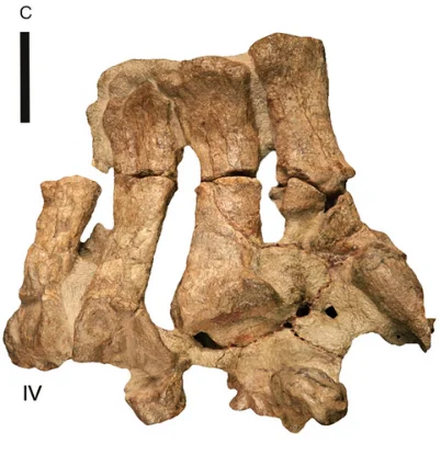 Eucnemesaurus fortis