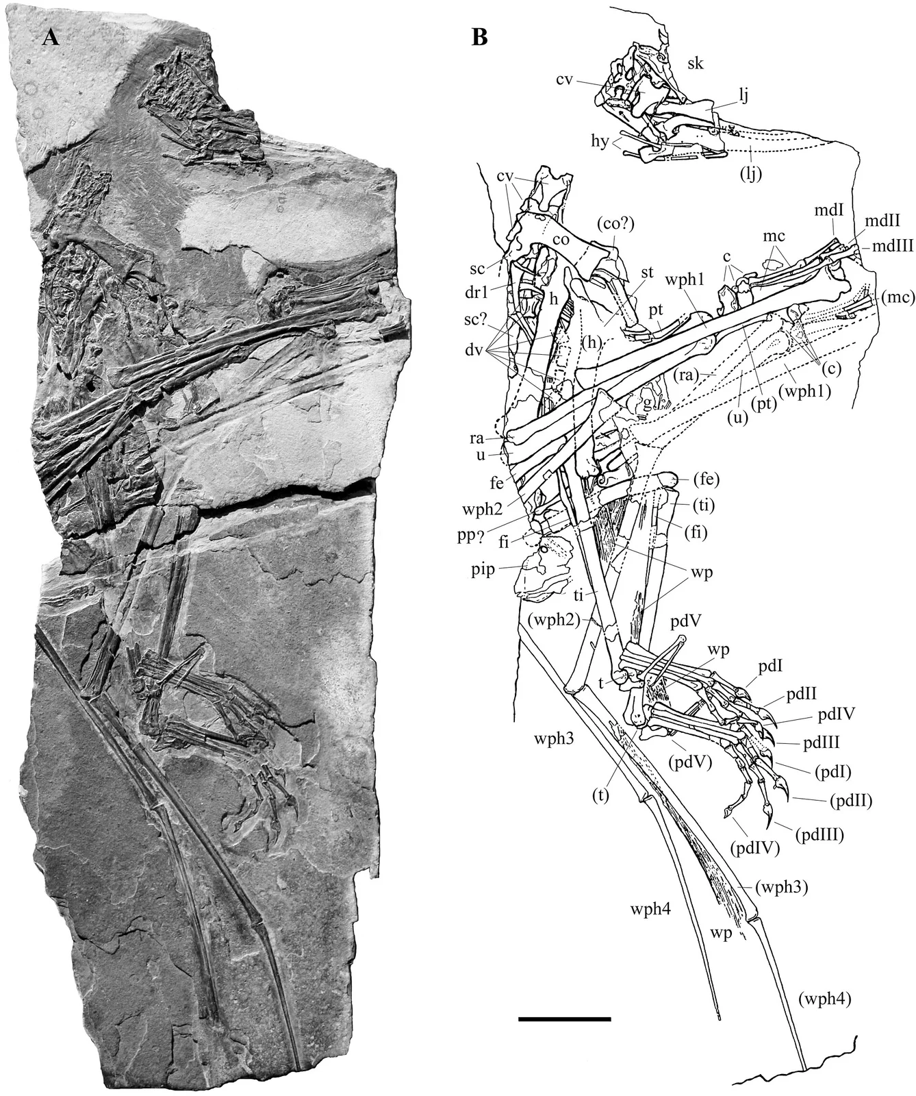 Eudimorphodon rosenfeldi
