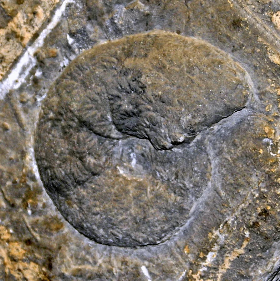 Eupachydiscus isculensis