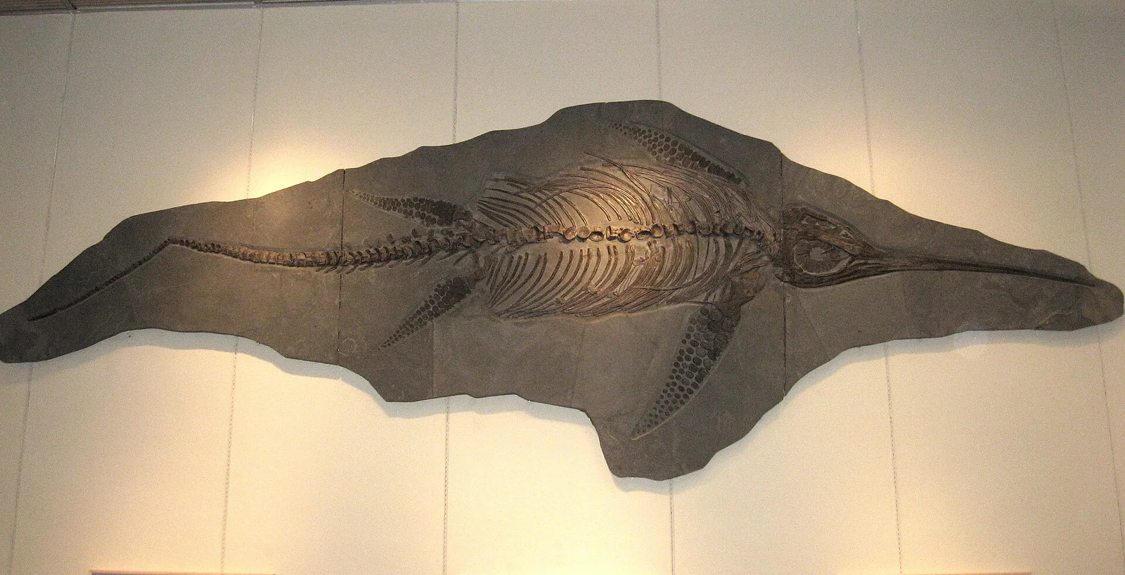 Eurhinosaurus longirostris