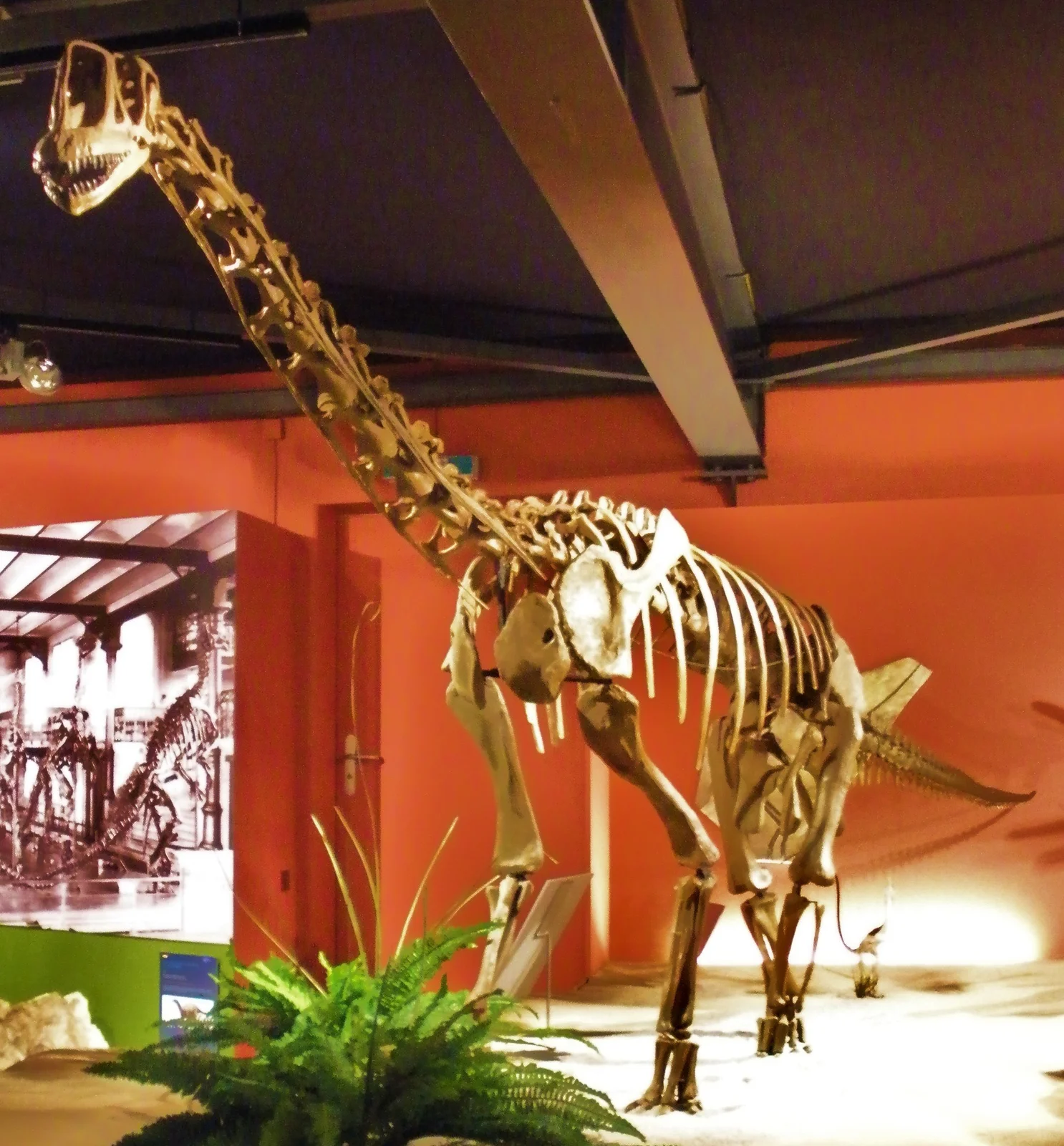 Europasaurus holgeri