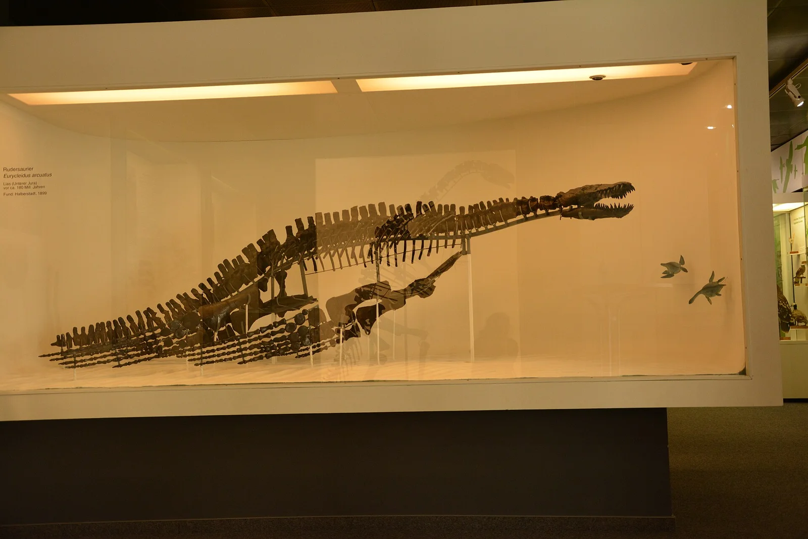 Eurycleidus arcuatus