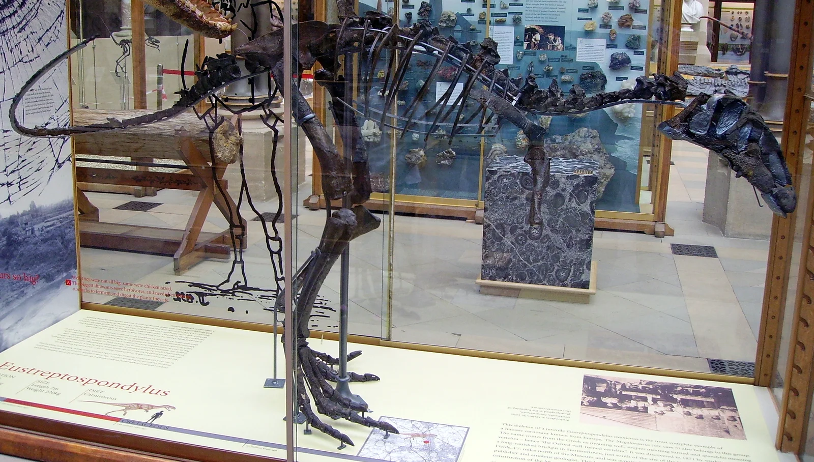 Eustreptospondylus oxoniensis