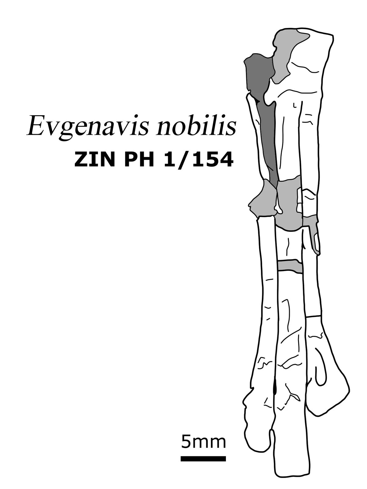 Evgenavis nobilis