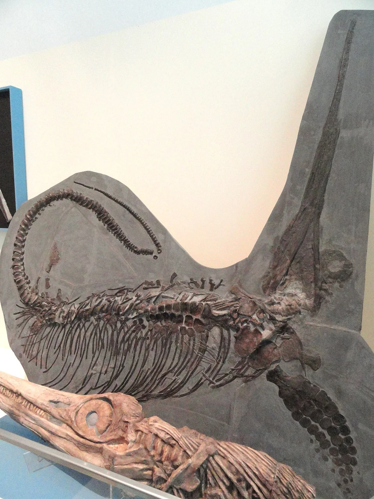 Excalibosaurus costini