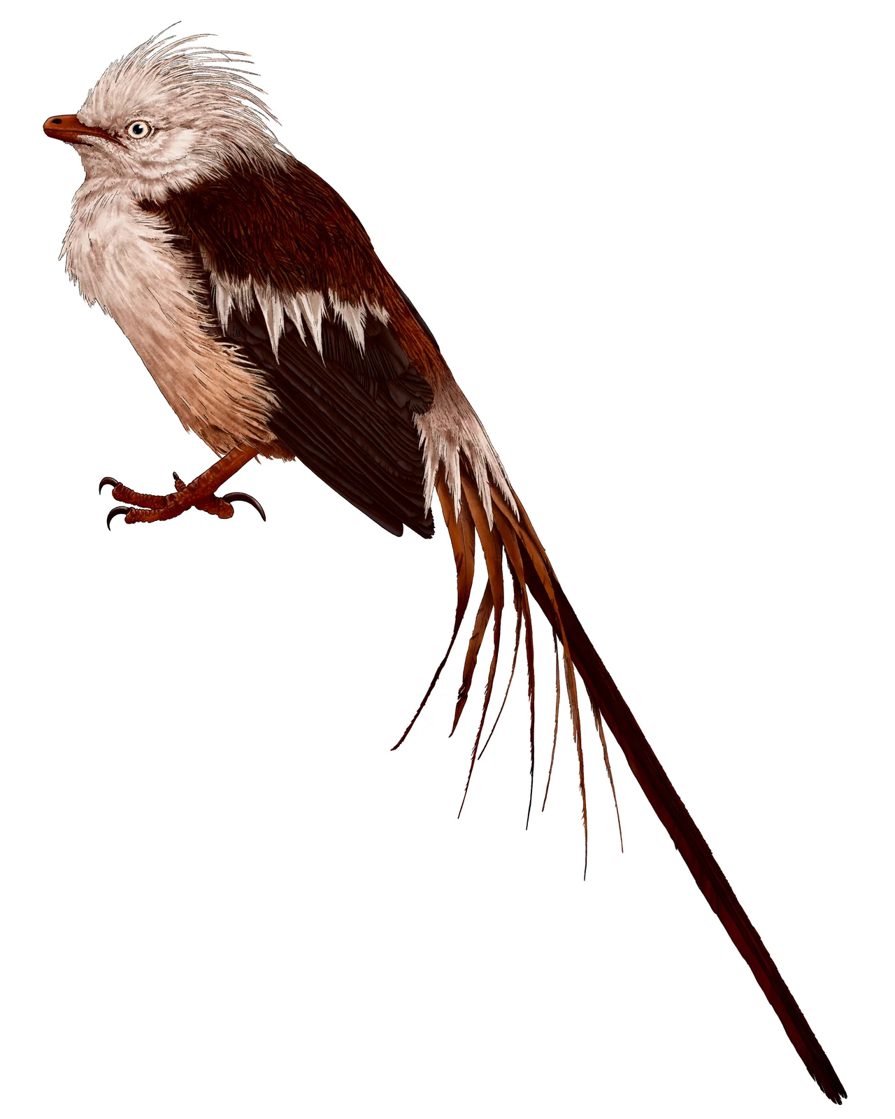 Feitianius paradisi