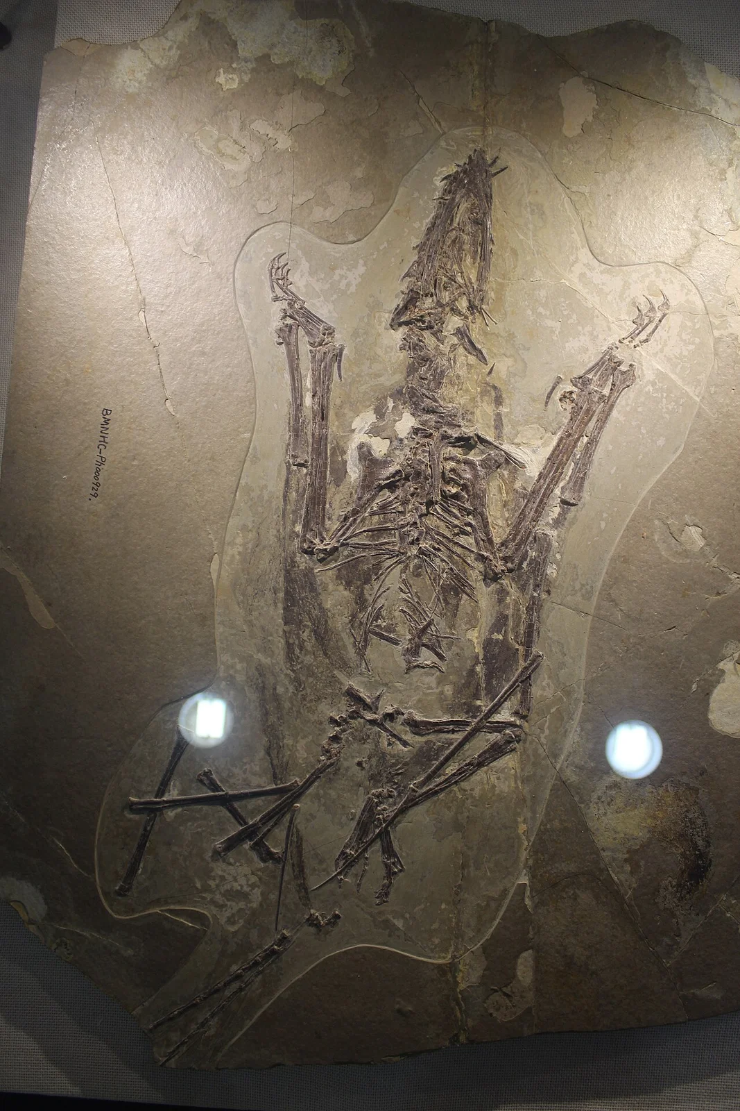 Fenghuangopterus lii
