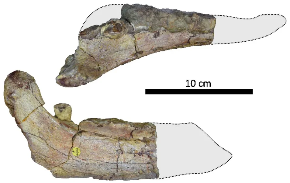 Ferenceratops shqiperorum