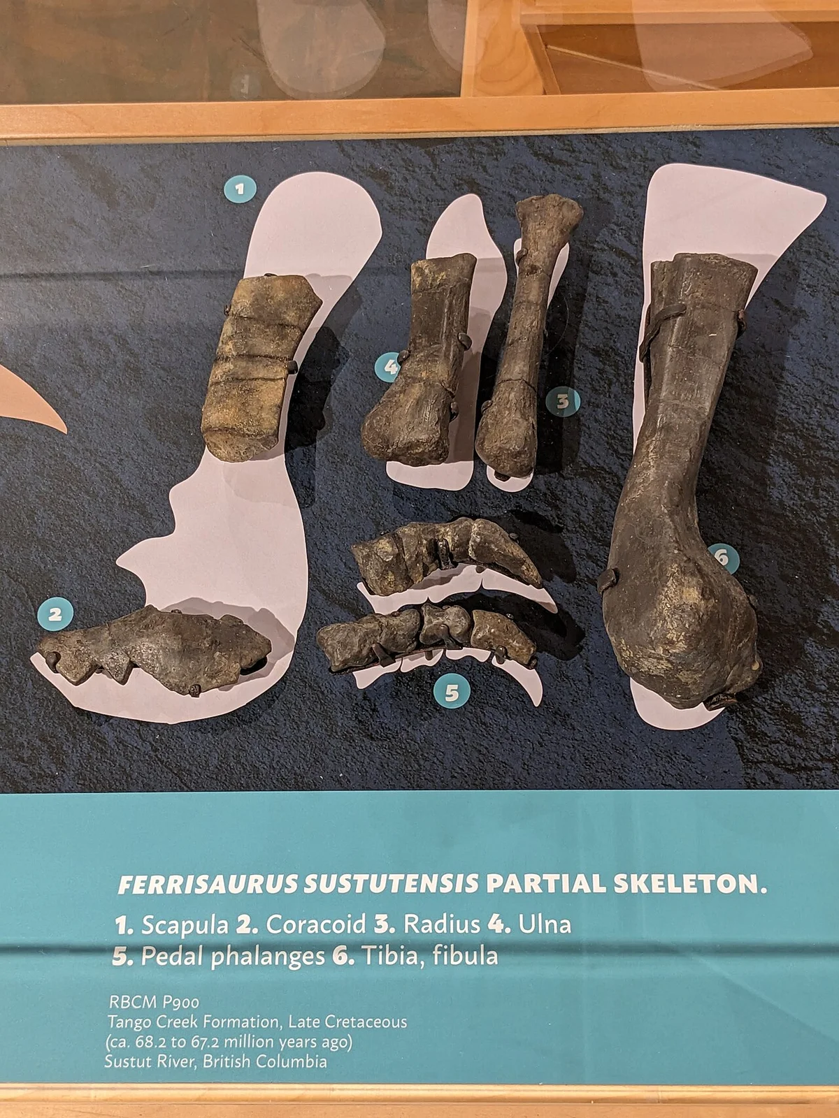 Ferrisaurus sustutensis
