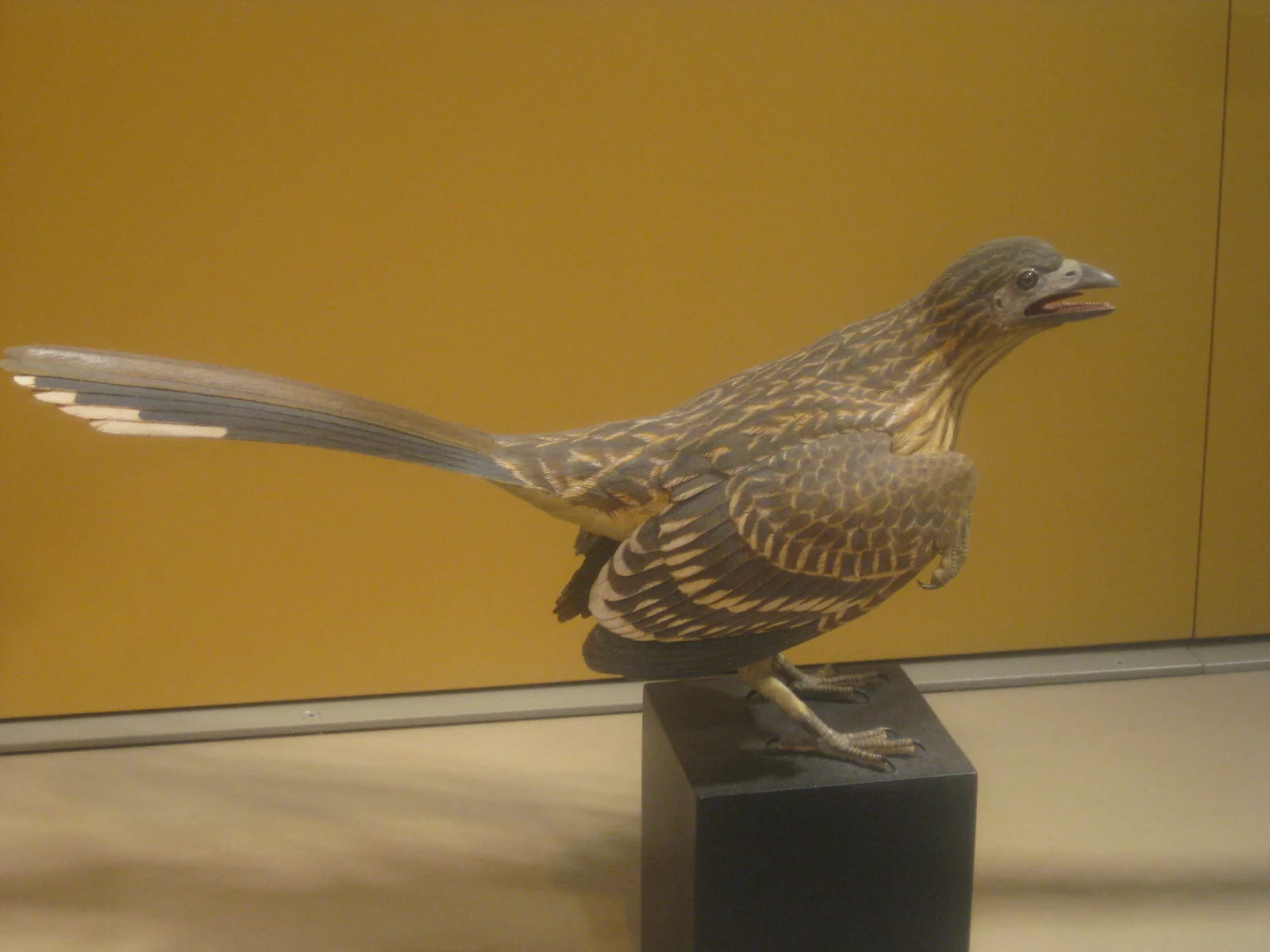 Flexomornis howei