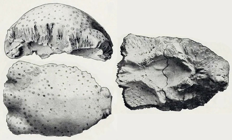 Foraminacephale brevis