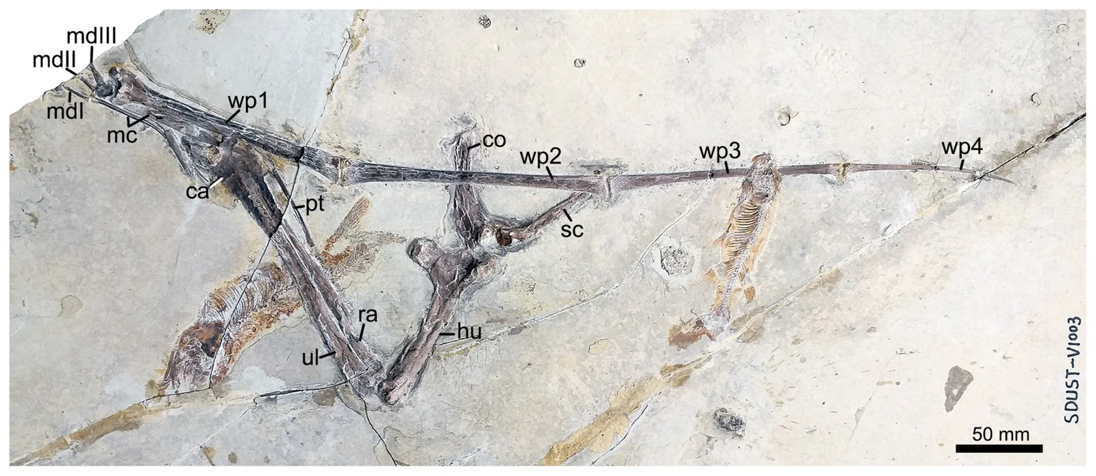 Forfexopterus jeholensis