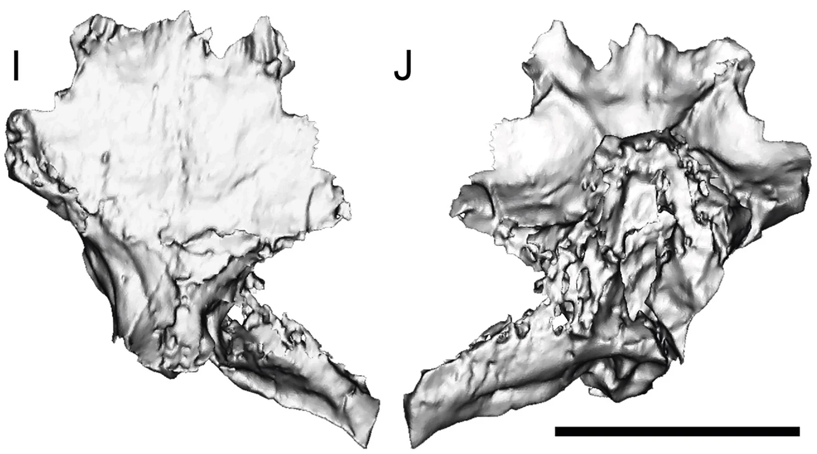 Fostoria dhimbangunmal