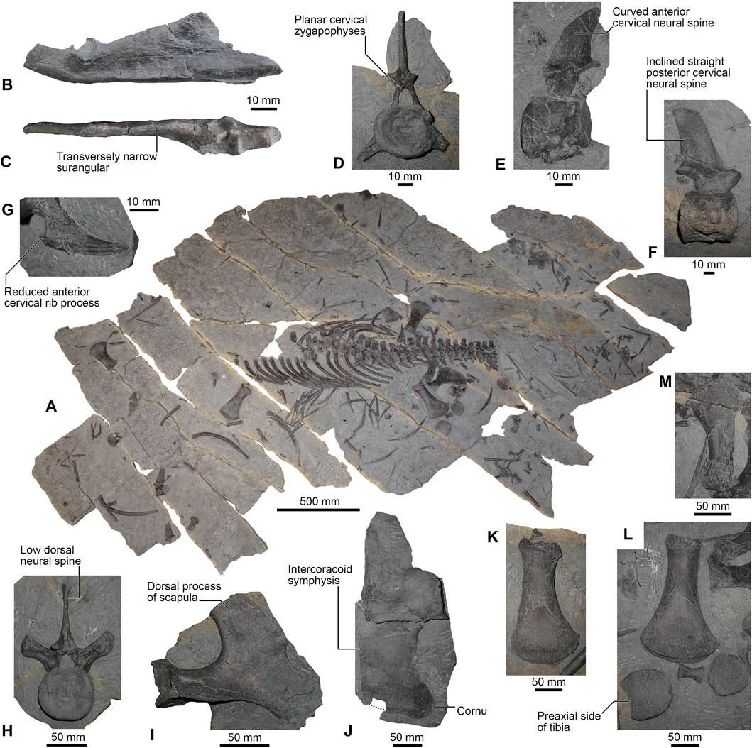 Franconiasaurus brevispinus
