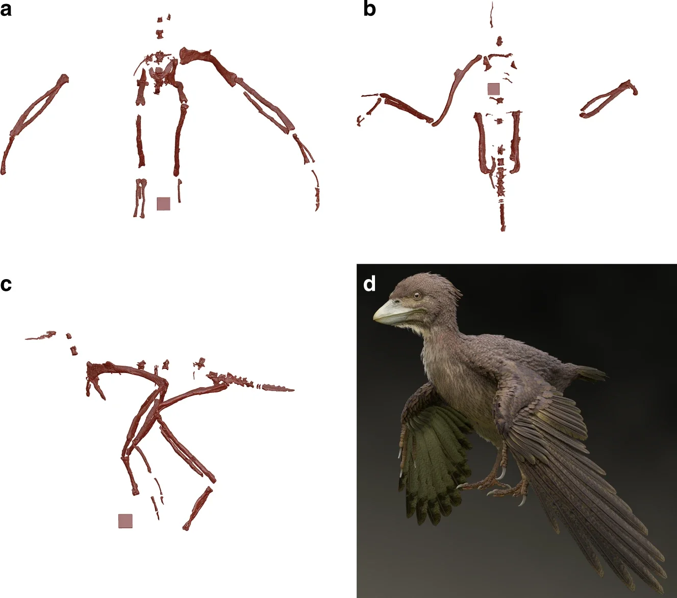 Fukuipteryx prima