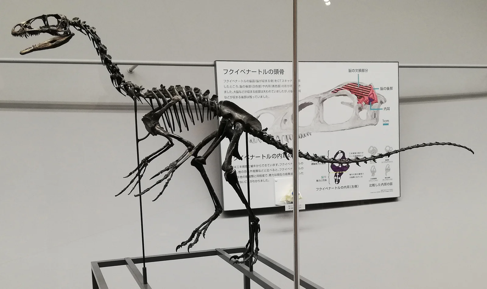 Fukuivenator paradoxus