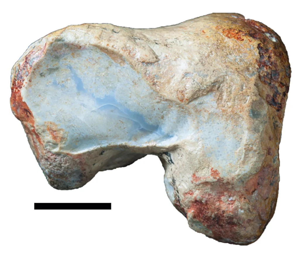 Fulgurotherium australe