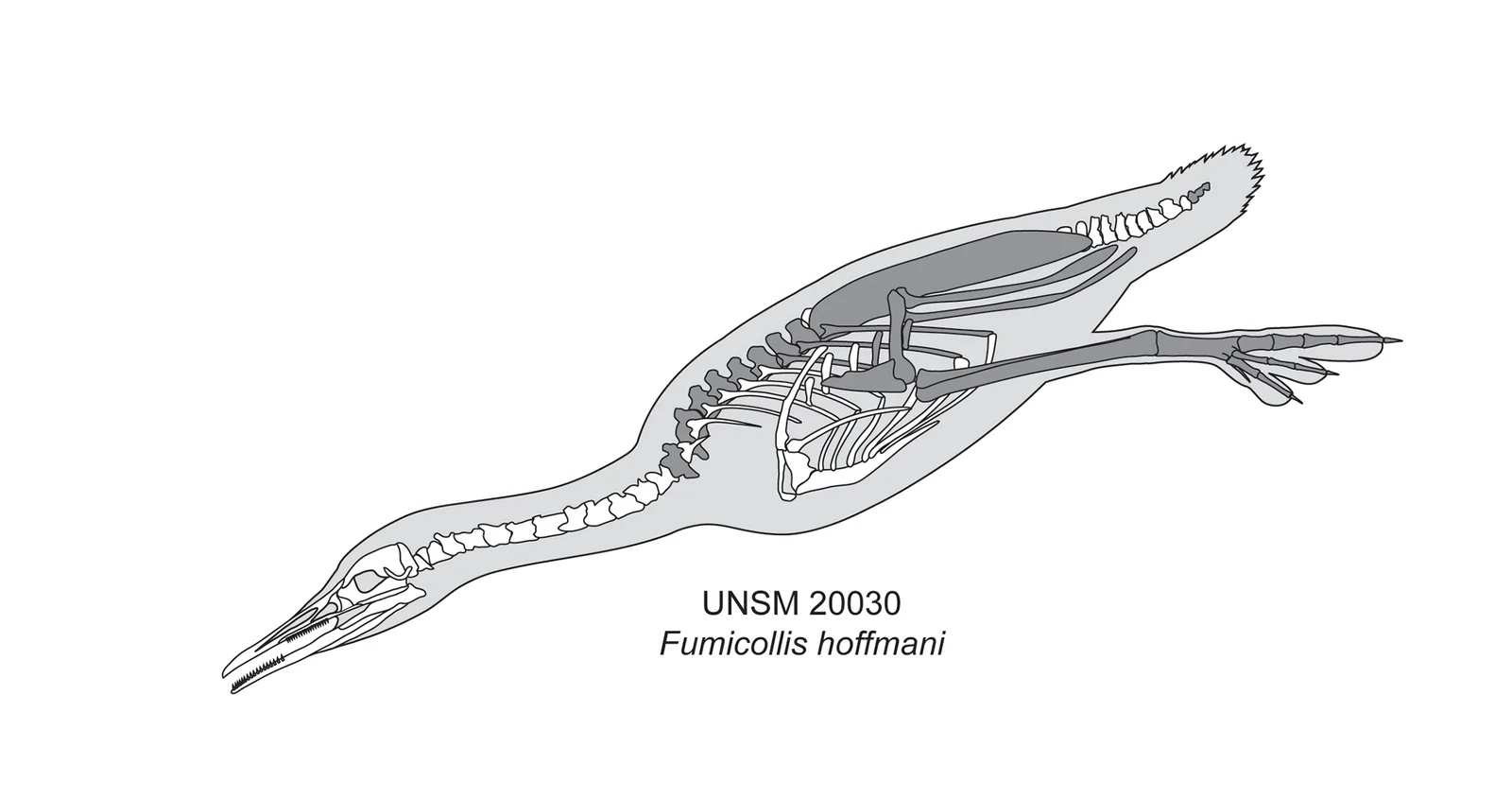 Fumicollis hoffmani