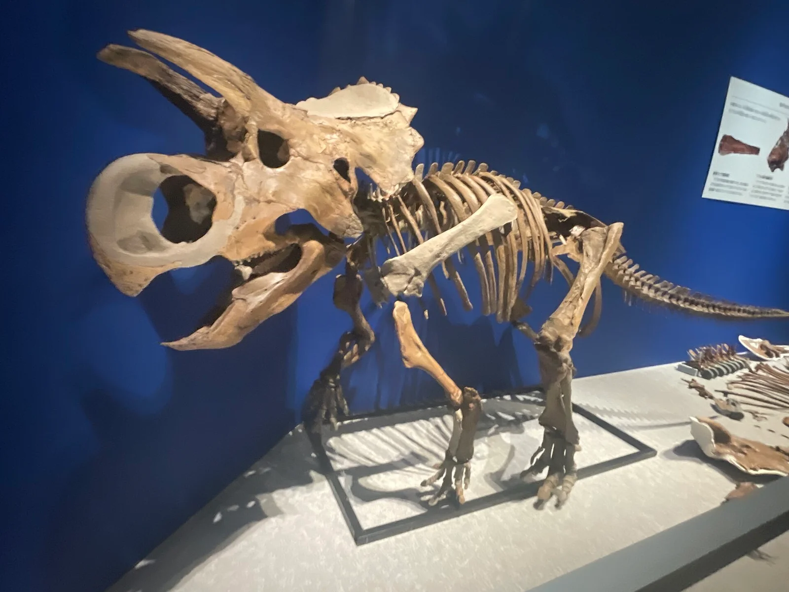 Furcatoceratops elucidans