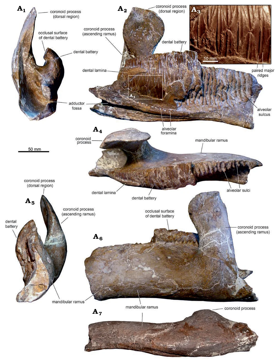 Fylax thyrakolasus