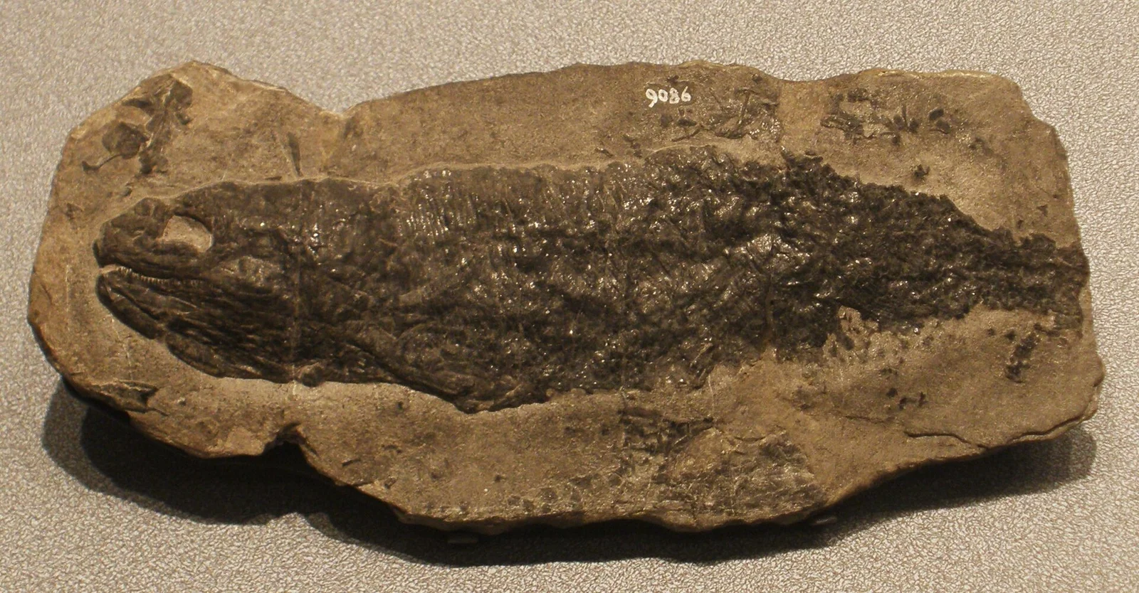 Gabanellia agilis