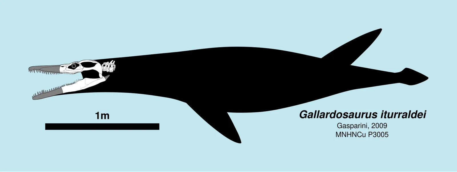 Gallardosaurus iturraldei