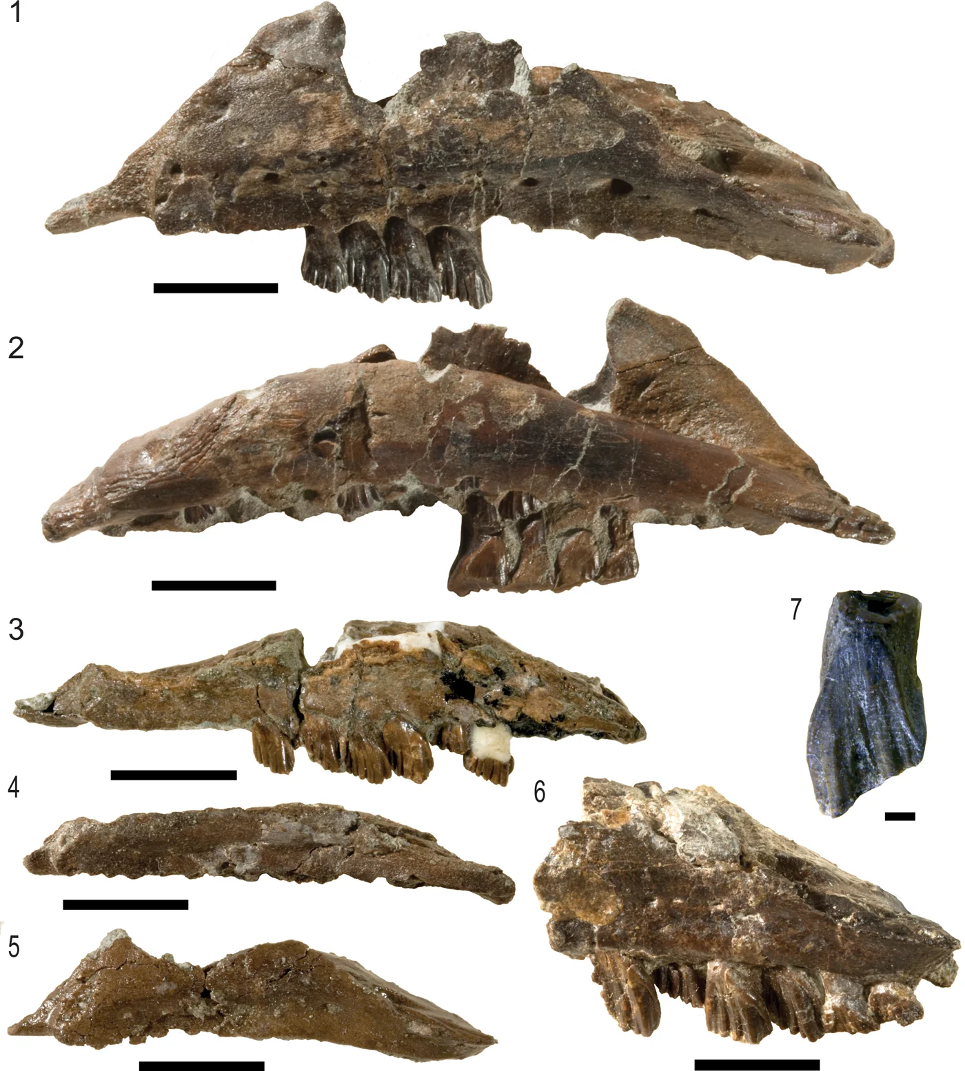 Galleonosaurus dorisae
