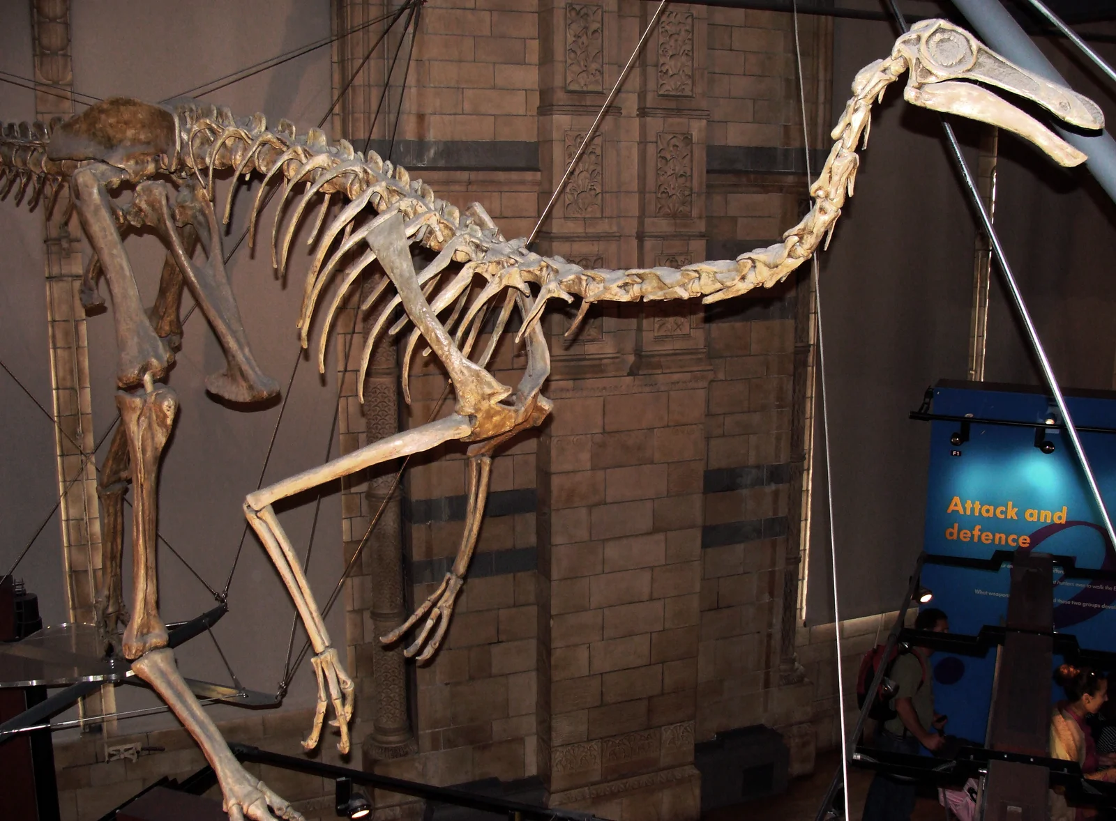 Gallimimus bullatus