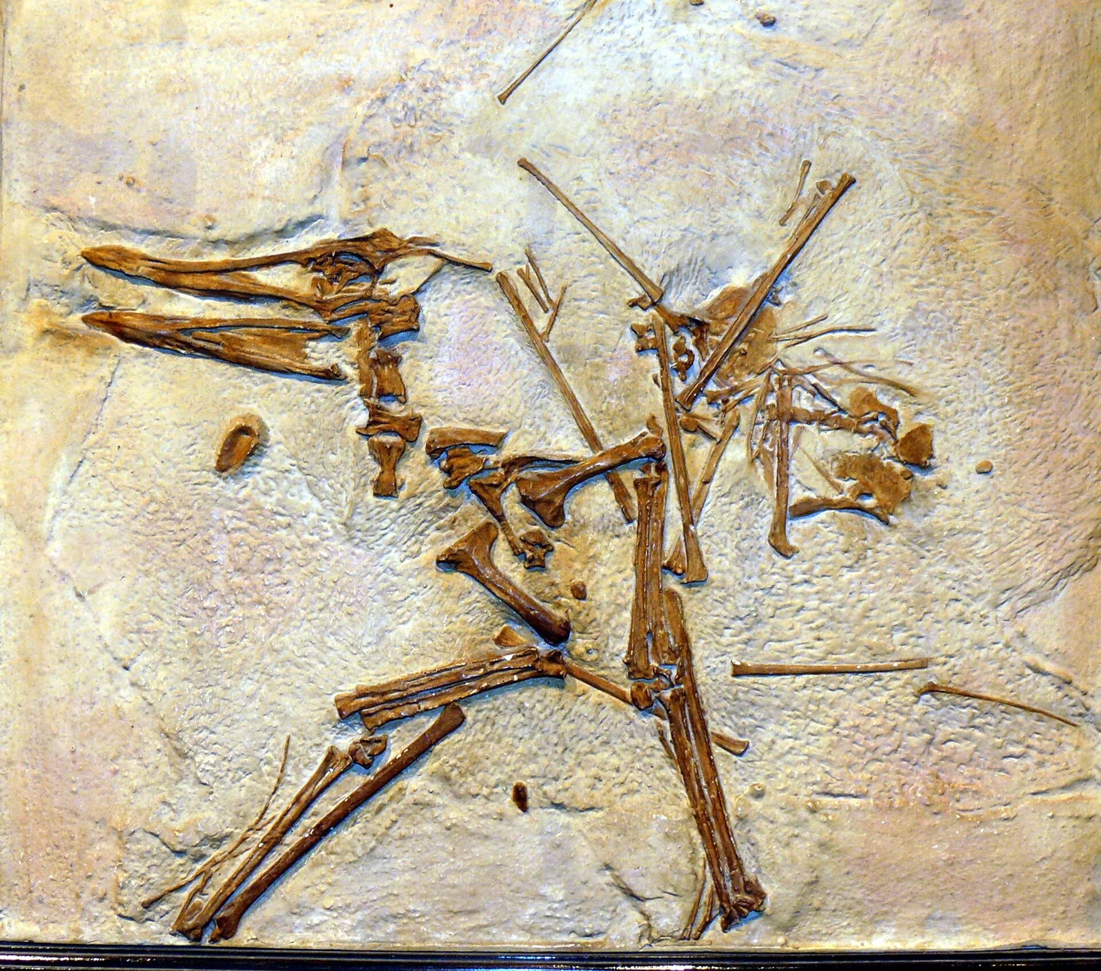 Gallodactylus canjuersensis