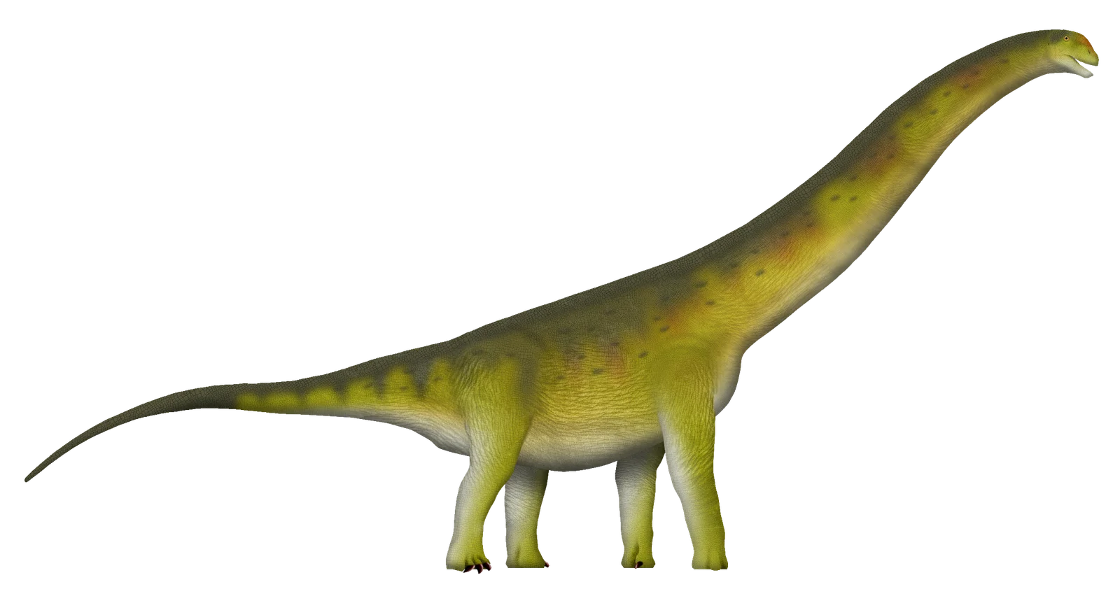 Gandititan cavocaudatus