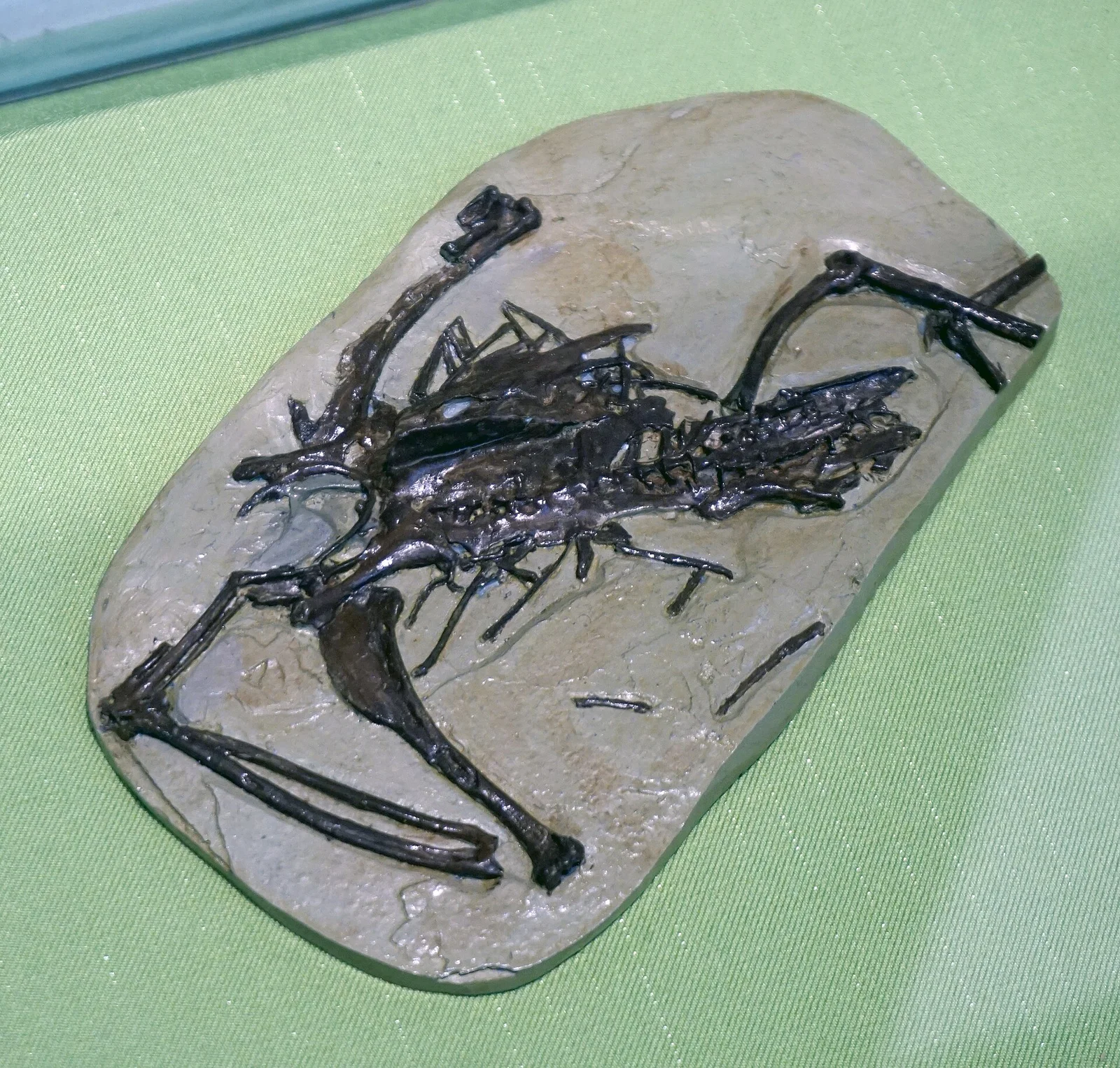 Gansus yumenensis