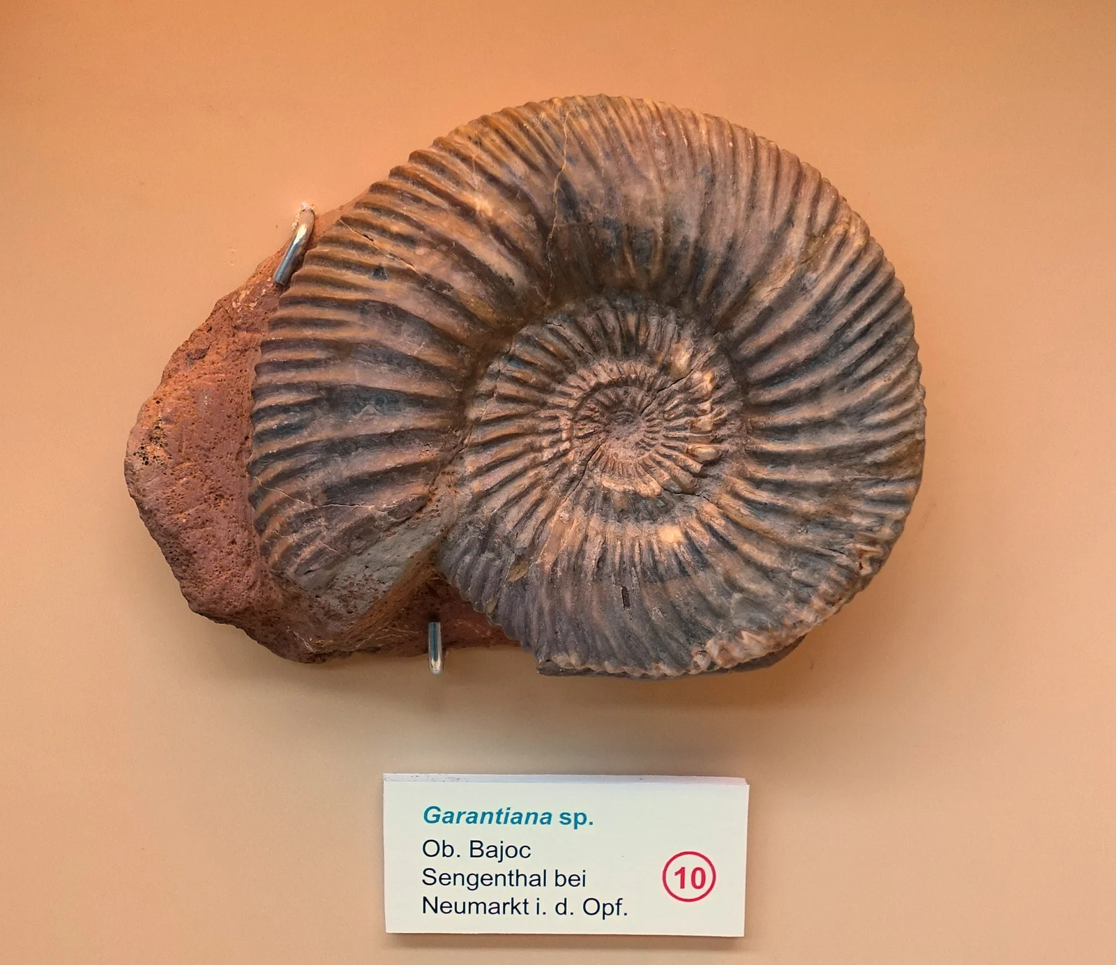 Garantiana garantiana