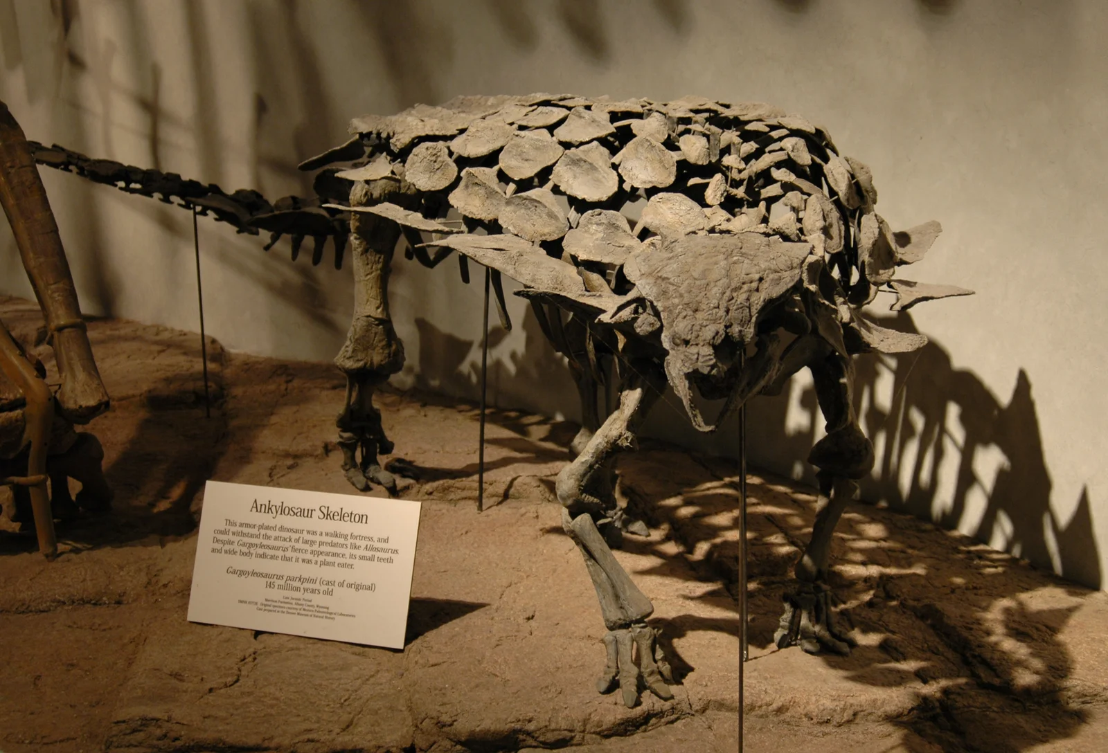 Gargoyleosaurus parkpinorum