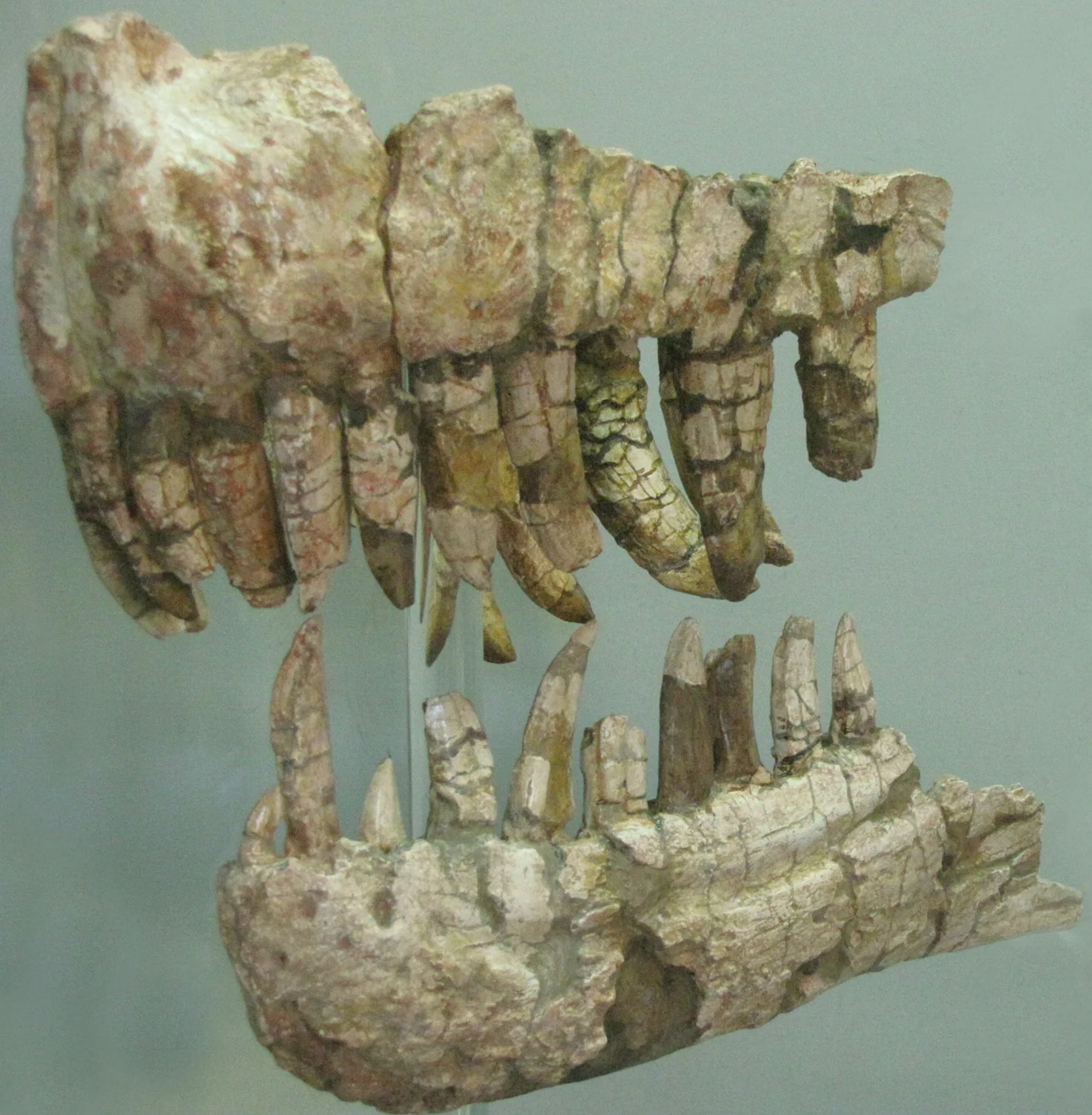 Genyodectes serus