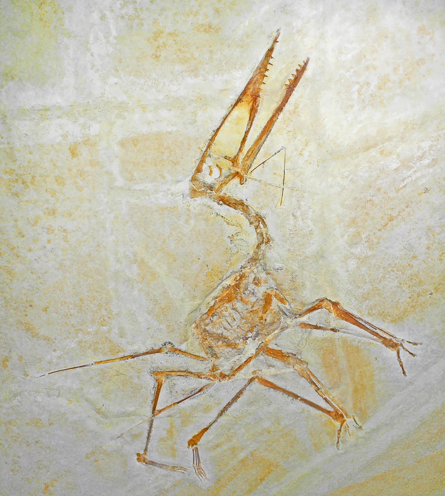 Germanodactylus cristatus