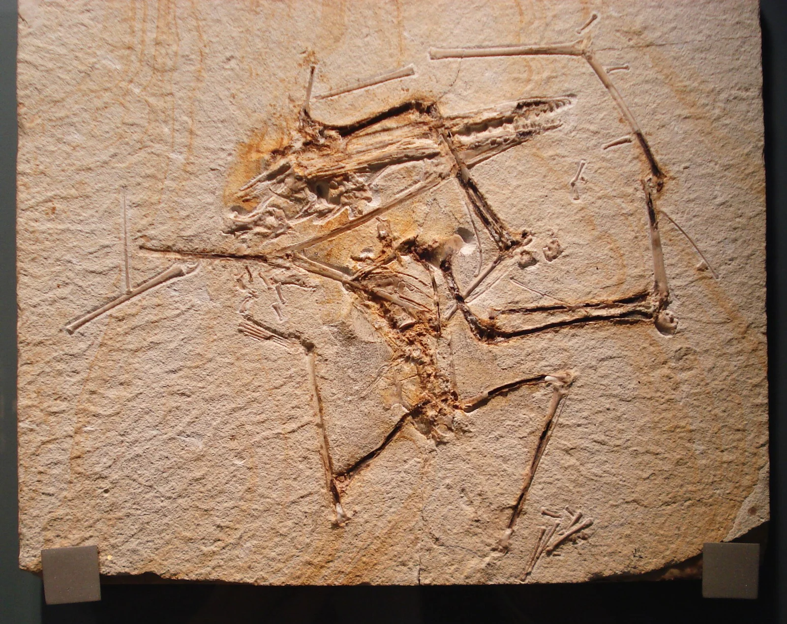 Germanodactylus rhamphastinus