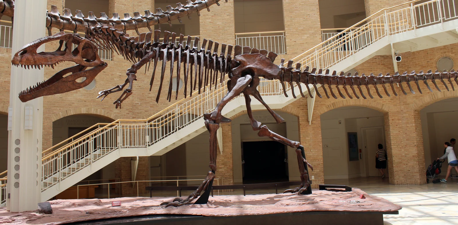 Giganotosaurus carolinii