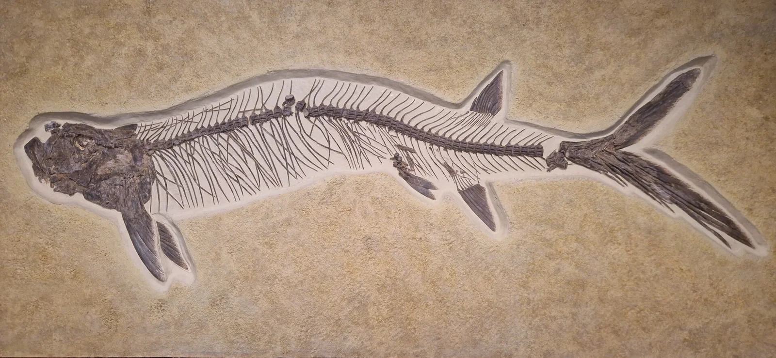 Gillicus arcuatus