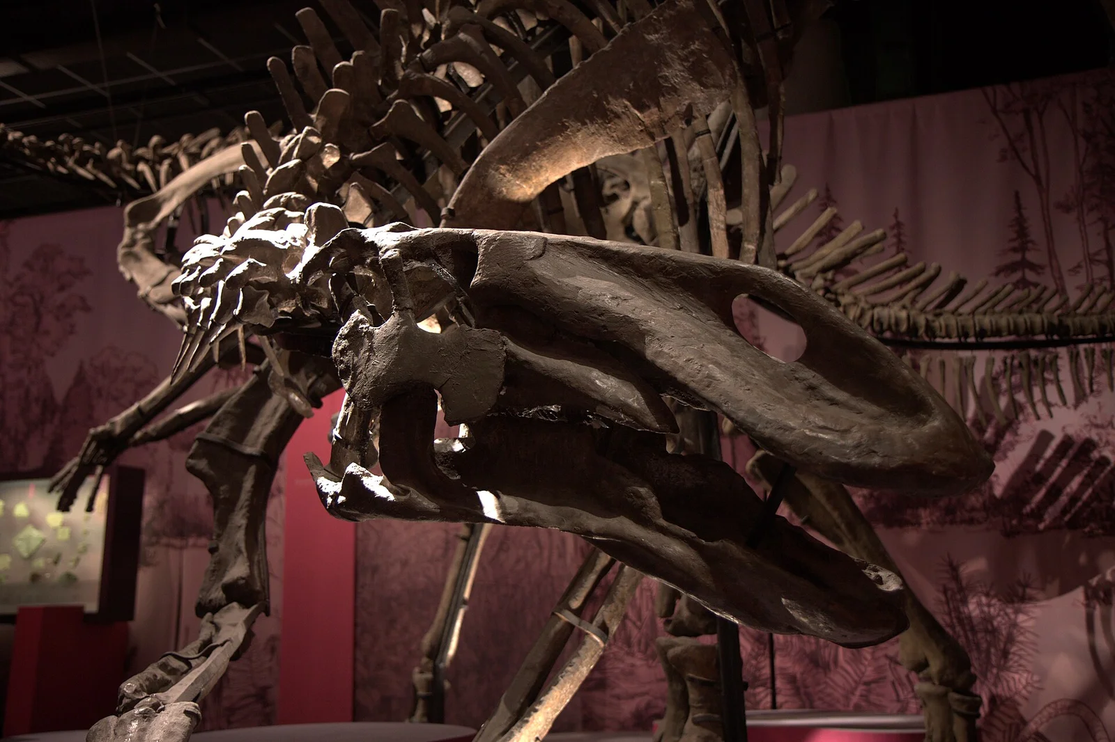 Gilmoreosaurus mongoliensis